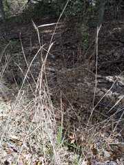 Elymus virginicus