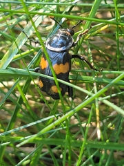 Nicrophorus orbicollis