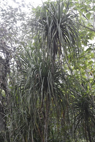 Beaucarnea goldmanii
