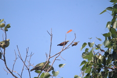 Streptopelia tranquebarica