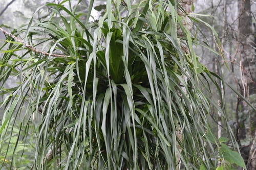 Beaucarnea goldmanii
