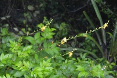 Echeandia breedlovei