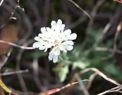 Scabiosa ochroleuca