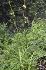 Echeandia breedlovei