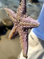 Astropecten armatus