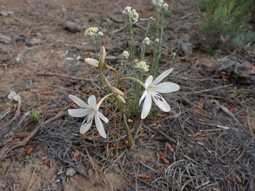 Image of Tritonia bakeri by (c) Ren Hoekstra, some rights reserved (CC BY)