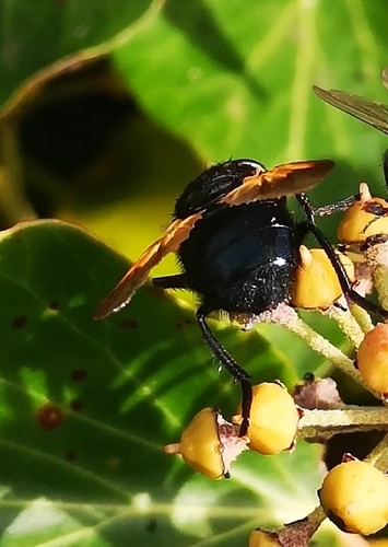 Noon Fly photo 5