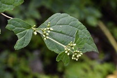 Calea ternifolia