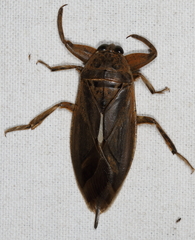 Lethocerus uhleri