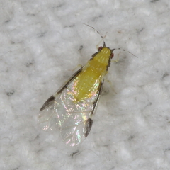 Monellia caryella