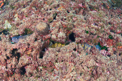 Muraena helena
