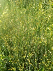 Juncus