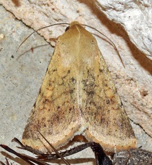 Helicoverpa zea