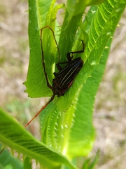 Chydarteres striatus