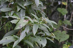 Chromolaena glaberrima