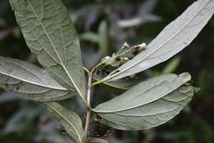 Chromolaena glaberrima