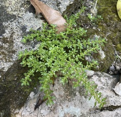 Pilea microphylla