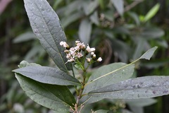 Chromolaena glaberrima