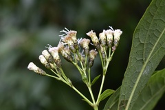 Chromolaena glaberrima