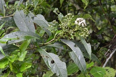 Chromolaena glaberrima