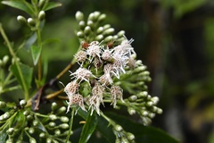 Chromolaena glaberrima