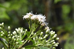 Chromolaena glaberrima