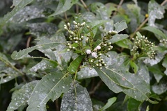 Chromolaena glaberrima