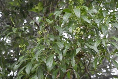 Critonia hospitalis