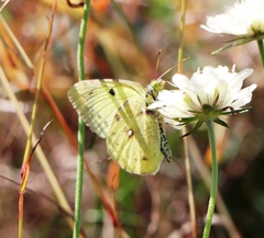 Colias croceus