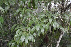 Critonia hospitalis
