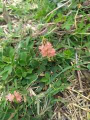 Indigofera spicata