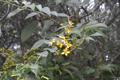 Electranthera mutica