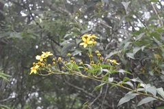 Electranthera mutica