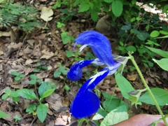 Salvia vitifolia