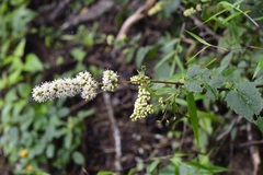 Koanophyllon ravenii