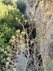 Ptilostemon chamaepeuce