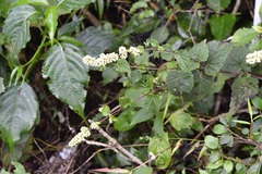 Koanophyllon ravenii