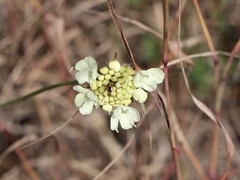Scabiosa ochroleuca