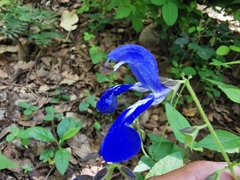 Salvia vitifolia