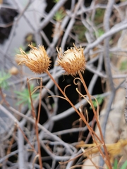 Ptilostemon chamaepeuce