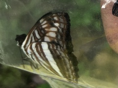 Adelpha