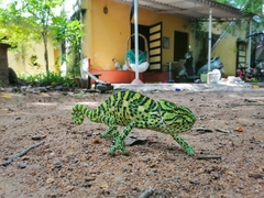 Chamaeleo zeylanicus