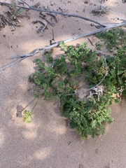 Oreoxis trotteri