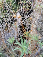 Ptilostemon chamaepeuce