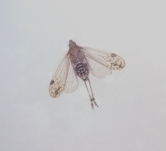 Avephora