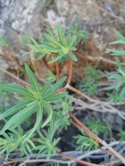 Ptilostemon chamaepeuce