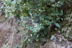 Xanthosia pilosa