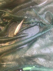 Chrosomus erythrogaster