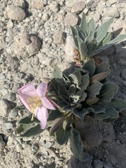 Oenothera cespitosa