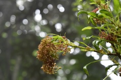 Pittocaulon velatum